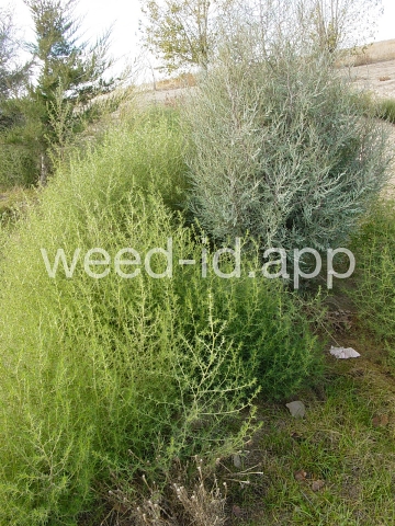 thistle, Russian